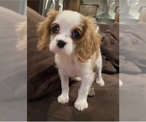 Mother of the Cavapoo-Poodle (Toy) Mix puppies born on 04/30/2022