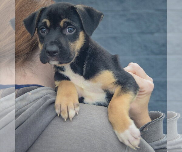 Medium Photo #6 American Staffordshire Terrier-German Shepherd Dog Mix Puppy For Sale in Huntley, IL, USA