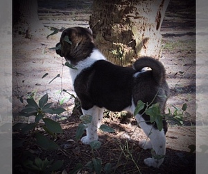 Akita Puppy for Sale in INGLIS, Florida USA