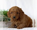 Small #1 Goldendoodle (Miniature)
