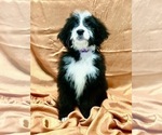 Small Photo #6 Bernedoodle Puppy For Sale in DUNDEE, OH, USA