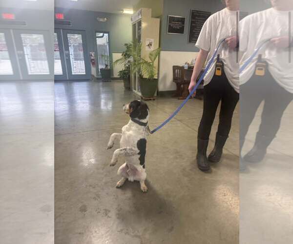 Medium Photo #6 Beagle-Unknown Mix Puppy For Sale in Minneapolis, MN, USA