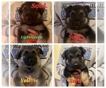Small Photo #2 German Shepherd Dog Puppy For Sale in HARRISONVILLE, MO, USA