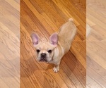 Small #18 French Bulldog