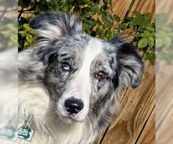 Medium Photo #2 Australian Shepherd Puppy For Sale in Dallas, TX, USA
