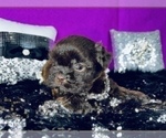 Small Photo #9 Shih Tzu Puppy For Sale in HAYWARD, CA, USA