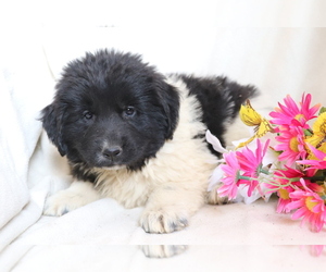 Newfoundland Puppy for sale in SHILOH, OH, USA