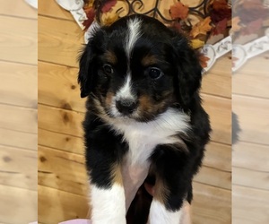 Aussalier Puppy for sale in PICAYUNE, MS, USA