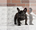 Small Photo #4 French Bulldog Puppy For Sale in SAN BERNARDINO, CA, USA