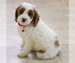 Small Photo #1 Cavapoo Puppy For Sale in BAY VIEW, WI, USA