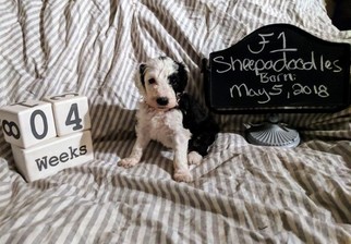 Sheepadoodle Puppy for sale in FLINT, TX, USA