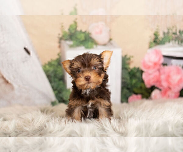 Medium Photo #11 Yorkshire Terrier Puppy For Sale in WARSAW, IN, USA