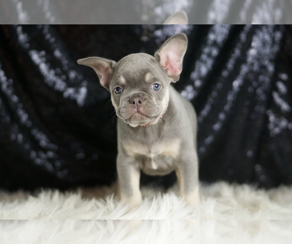 Medium Photo #5 French Bulldog Puppy For Sale in WARSAW, IN, USA