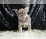 Small #4 French Bulldog