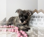 Small #5 Schnauzer (Miniature)