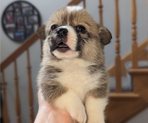 Pembroke Welsh Corgi Puppy for sale in VANCOUVER, WA, USA