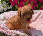 Puppy Caramel Cavapoo