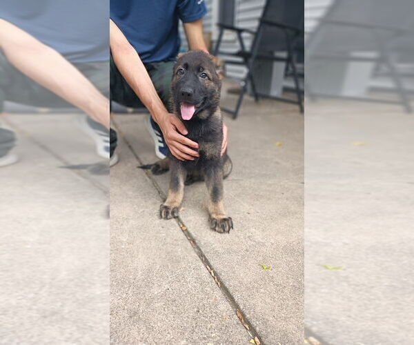 Medium Photo #7 German Shepherd Dog Puppy For Sale in PITTSBURGH, PA, USA