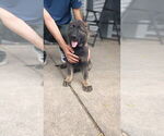 Small #6 German Shepherd Dog