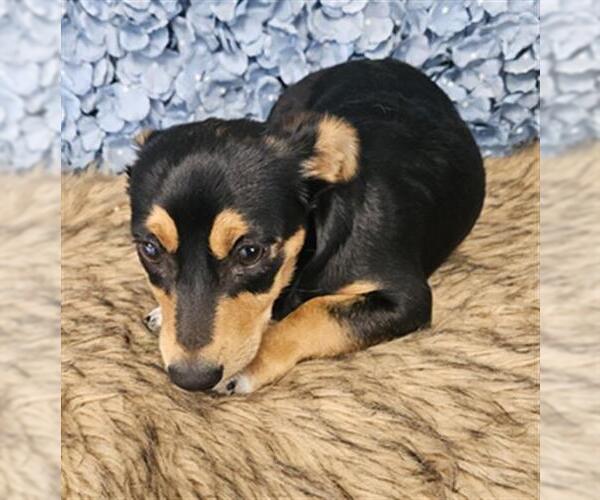 Medium Photo #1 Chihuahua Puppy For Sale in Bakersfield, CA, USA