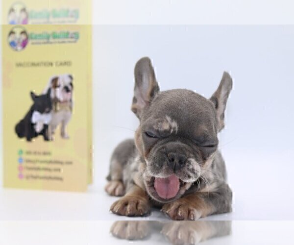 Medium Photo #4 French Bulldog Puppy For Sale in FAIRFAX, VA, USA