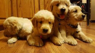 Golden Retriever Puppy for sale in CANEY, KS, USA