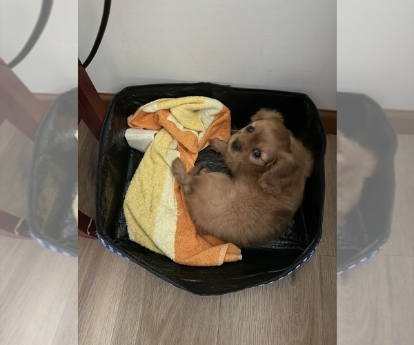 Medium Photo #4 Cavalier King Charles Spaniel Puppy For Sale in KANSAS CITY, MO, USA
