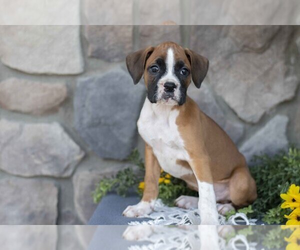 Medium Photo #2 Boxer Puppy For Sale in SHILOH, OH, USA
