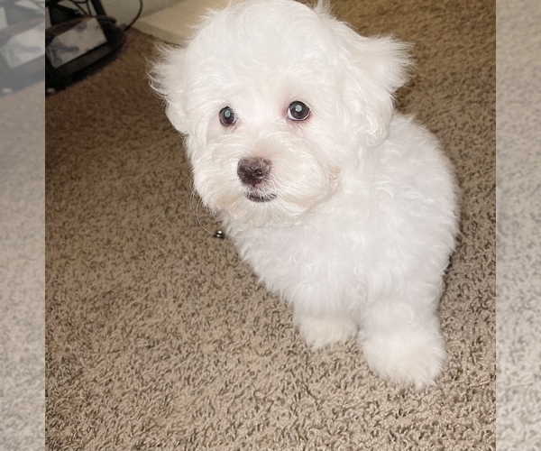 Medium Photo #18 Maltese Puppy For Sale in KANSAS CITY, MO, USA