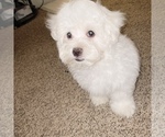 Small Photo #18 Maltese Puppy For Sale in KANSAS CITY, MO, USA
