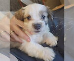 Andie - The A litter - Female Cairn Terrier-Unknown Mix Dog for Adoption - Small photo