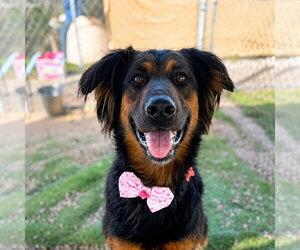 Daisy Ann - Adopt Me! - Female German Shepherd Dog-Unknown Mix Dog for Adoption - Photo #17