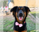 Small #16 German Shepherd Dog Mix