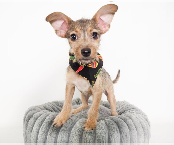 Medium Photo #3 Mutt Puppy For Sale in Phoenix, AZ, USA