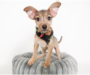 Mutt Dogs for adoption in Phoenix, AZ, USA
