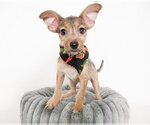 Small #2 Mutt