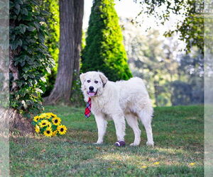 Great Pyrenees-Unknown Mix Dogs for adoption in Unionville, PA, USA