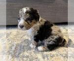 Small #1 Australian Mountain Dog
