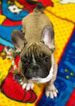 Small Photo #12 French Bulldog Puppy For Sale in BAY VIEW, WI, USA