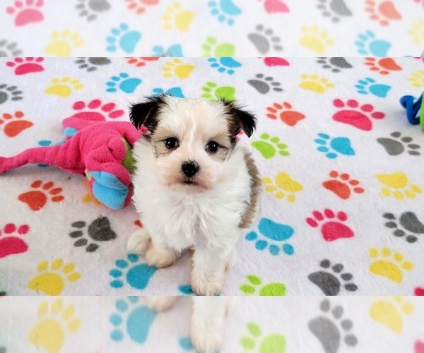 Medium Photo #8 Papitese Puppy For Sale in ORO VALLEY, AZ, USA