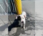 Small Photo #20 American Staffordshire Terrier-Unknown Mix Puppy For Sale in Lake Forest, CA, USA