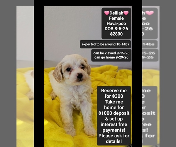Medium Photo #1 Havapoo Puppy For Sale in TUCSON, AZ, USA