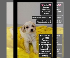 Havapoo Puppy for sale in TUCSON, AZ, USA