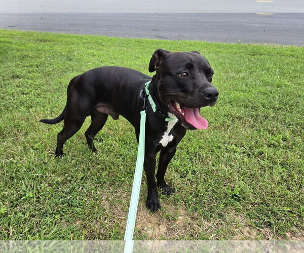 Medium Photo #4 American Pit Bull Terrier-Unknown Mix Puppy For Sale in Millersville, MD, USA