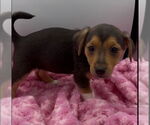 Small #1 Beagle-Chihuahua Mix