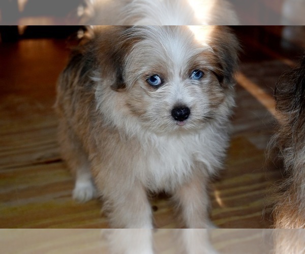 Medium Photo #30 Pom-Shi Puppy For Sale in DINWIDDIE, VA, USA