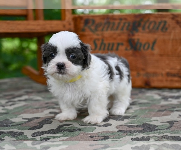 Medium Photo #7 Shih Tzu Puppy For Sale in MILLERSBURG, OH, USA