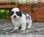 Small #6 Shih Tzu