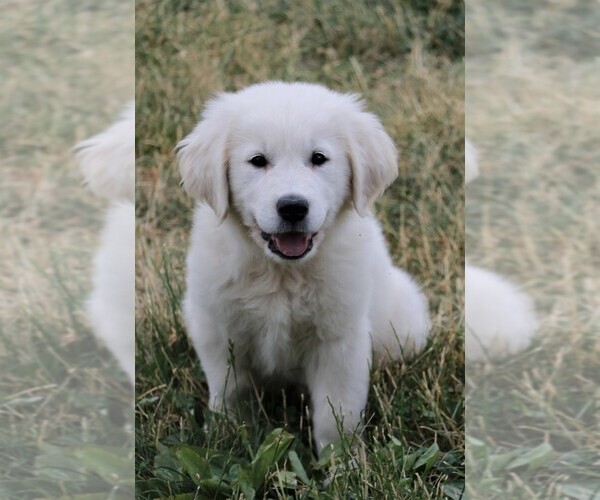 Medium Photo #7 Golden Retriever Puppy For Sale in SYRACUSE, IN, USA