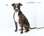 Small #6 American Pit Bull Terrier Mix